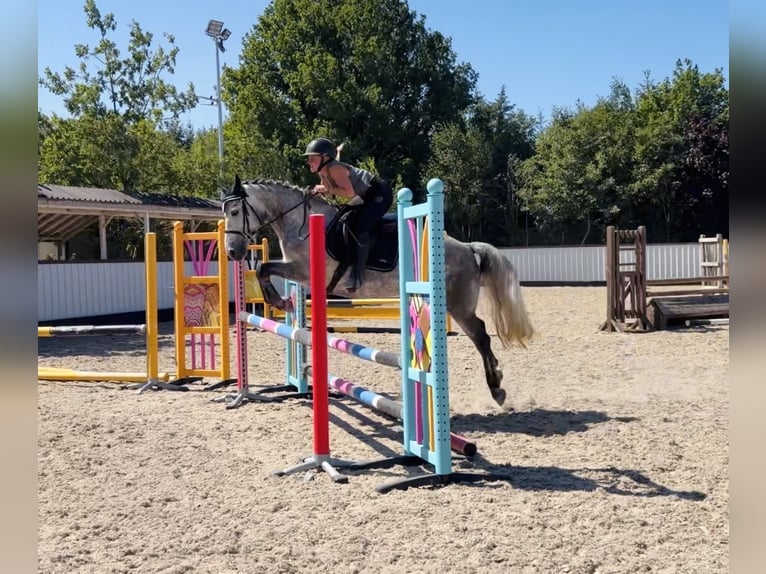 Connemara Stute 6 Jahre 147 cm Apfelschimmel in Mountrath, Co. Laois