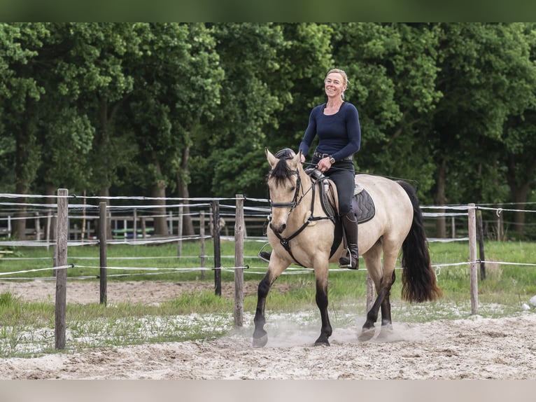 Connemara Stute 6 Jahre 147 cm Buckskin in Edewecht