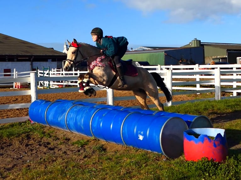 Connemara Stute 6 Jahre 147 cm Falbe in Mountrath