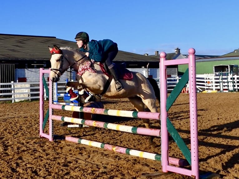 Connemara Stute 6 Jahre 147 cm Falbe in Mountrath