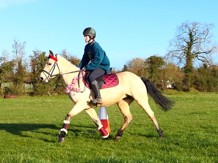 Connemara Stute 6 Jahre 147 cm Falbe in Mountrath