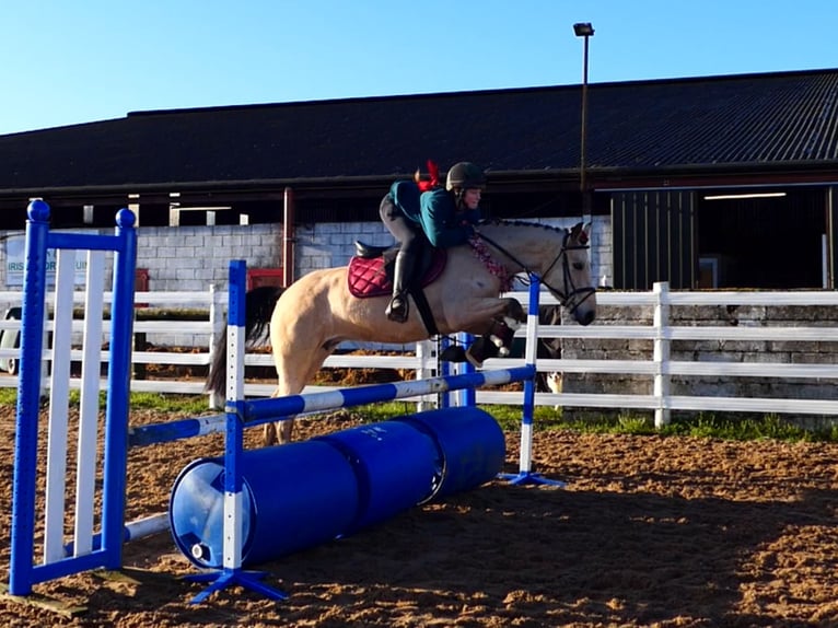 Connemara Stute 6 Jahre 147 cm Falbe in Mountrath