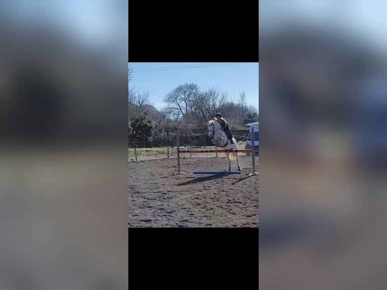 Connemara Stute 6 Jahre 147 cm Schimmel in Villelaure