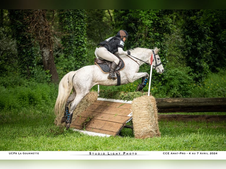 Connemara Stute 6 Jahre 147 cm Schimmel in Villelaure