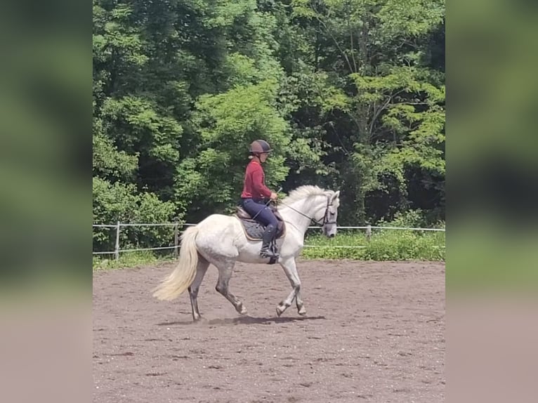 Connemara Stute 6 Jahre 147 cm Schimmel in Villelaure