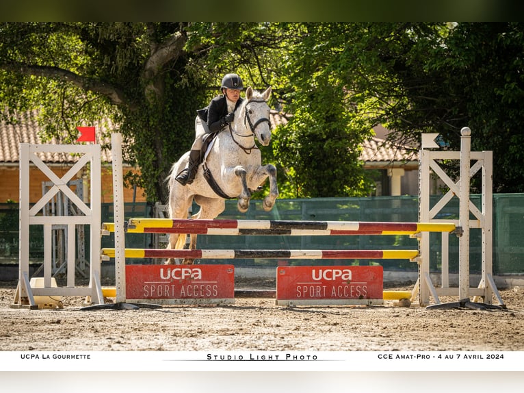 Connemara Stute 6 Jahre 147 cm Schimmel in Villelaure