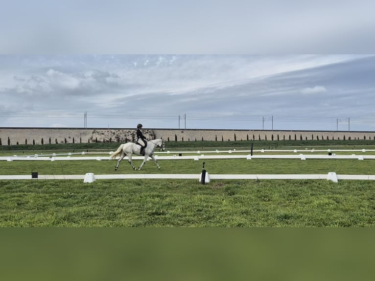 Connemara Stute 6 Jahre 147 cm Schimmel in Villelaure