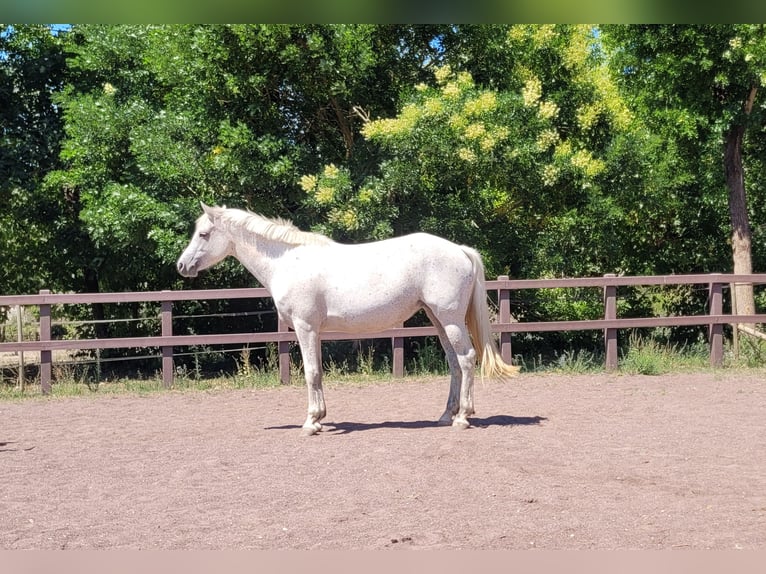 Connemara Stute 6 Jahre 147 cm Schimmel in Villelaure