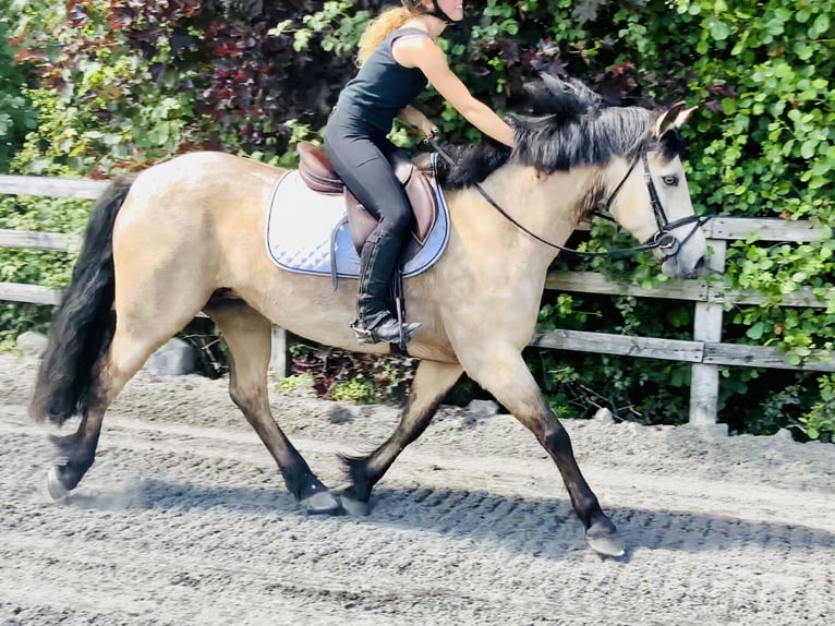 Connemara Stute 6 Jahre 148 cm Falbe in Mountrath