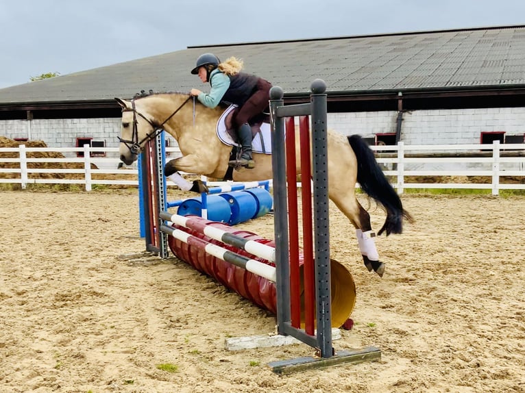 Connemara Stute 6 Jahre 148 cm Falbe in Mountrath