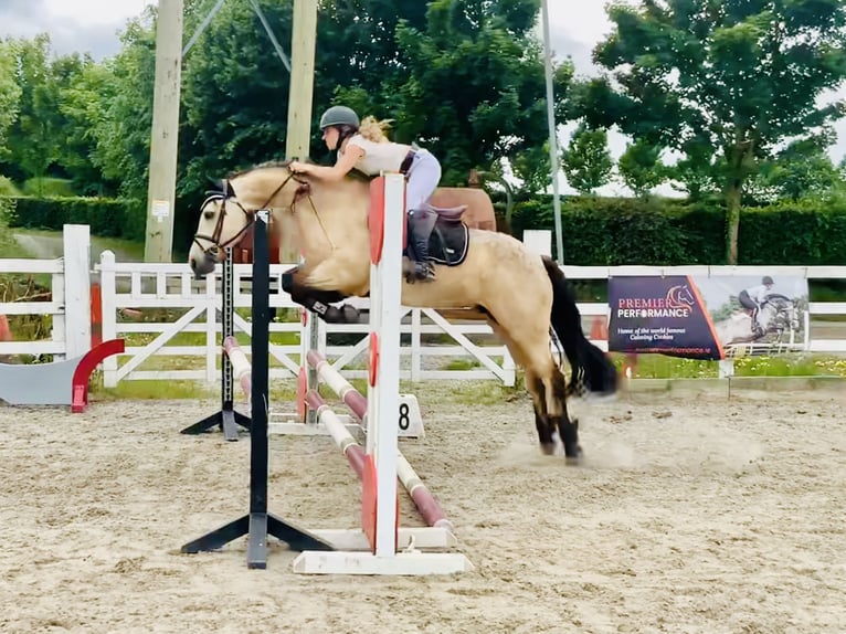 Connemara Stute 6 Jahre 148 cm Falbe in Mountrath