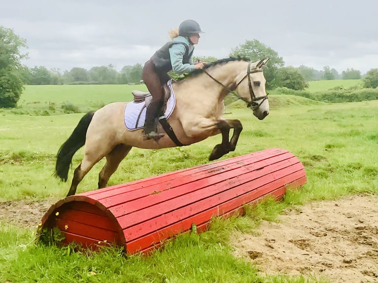 Connemara Stute 6 Jahre 148 cm Falbe in Mountrath