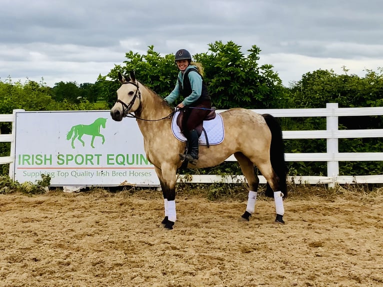 Connemara Stute 6 Jahre 148 cm Falbe in Mountrath