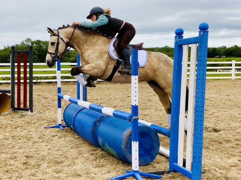 Connemara Stute 6 Jahre 148 cm Falbe in Mountrath