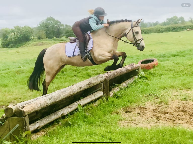 Connemara Stute 6 Jahre 148 cm Falbe in Mountrath