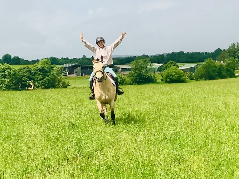 Connemara Stute 6 Jahre 148 cm Falbe in Mountrath