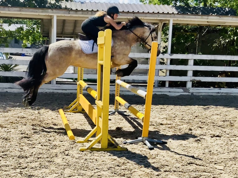 Connemara Stute 6 Jahre 148 cm Falbe in Mountrath