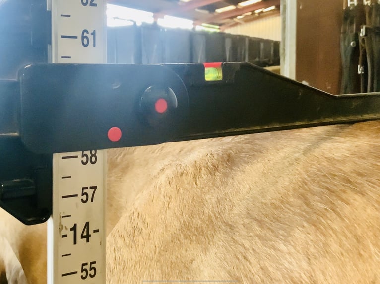 Connemara Stute 6 Jahre 148 cm Falbe in Mountrath