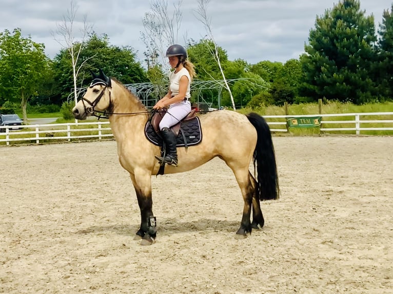 Connemara Stute 6 Jahre 148 cm Falbe in Mountrath