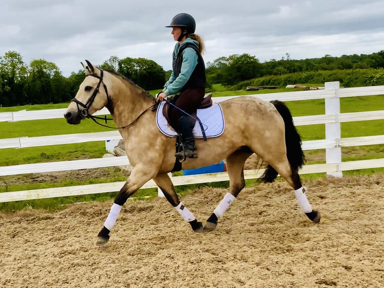 Connemara Stute 6 Jahre 148 cm Falbe in Mountrath