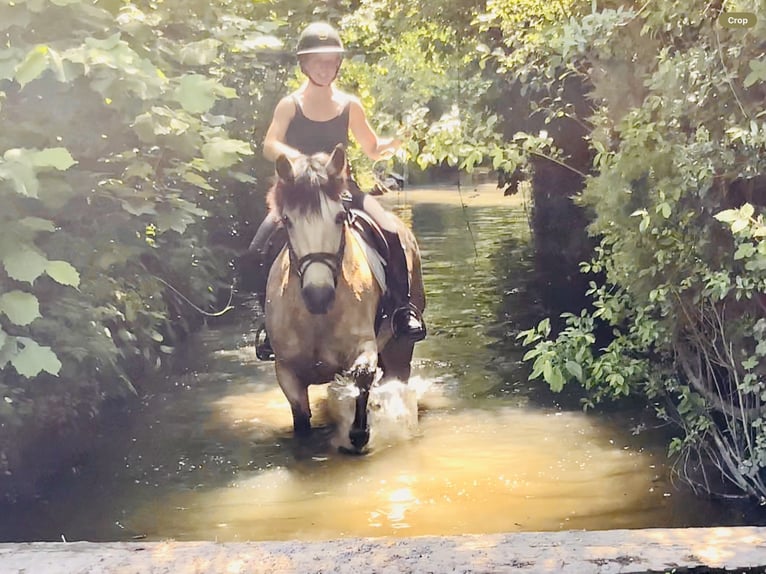 Connemara Stute 6 Jahre 148 cm Falbe in Mountrath