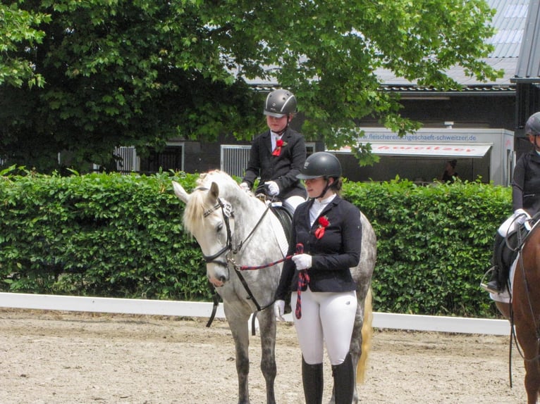 Connemara Stute 6 Jahre 148 cm Schimmel in Hontheim
