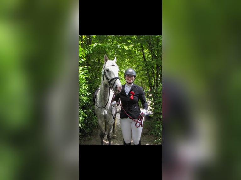 Connemara Stute 6 Jahre 148 cm Schimmel in Hontheim