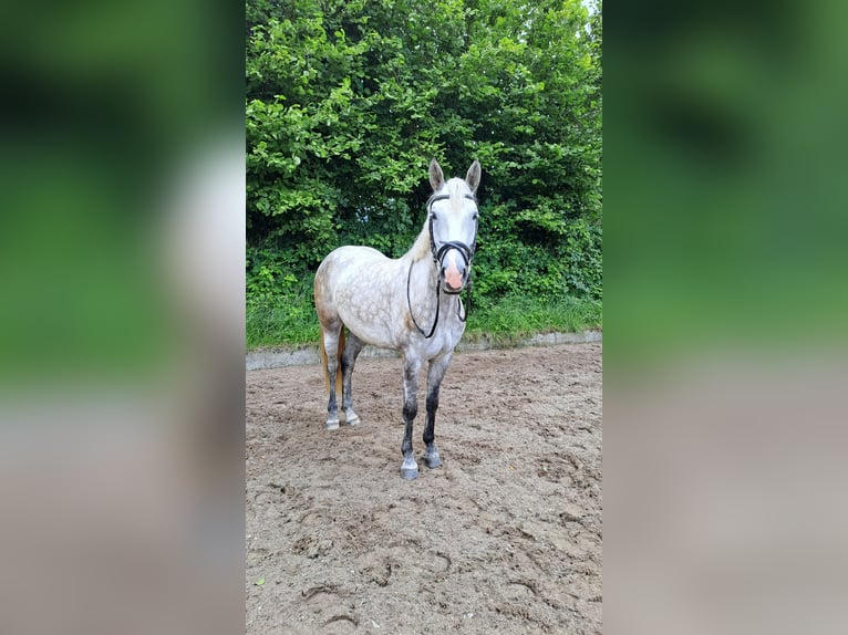 Connemara Stute 6 Jahre 148 cm Schimmel in Hontheim