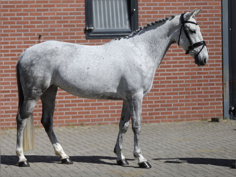 Connemara Stute 6 Jahre 148 cm Schimmel in Zieuwent