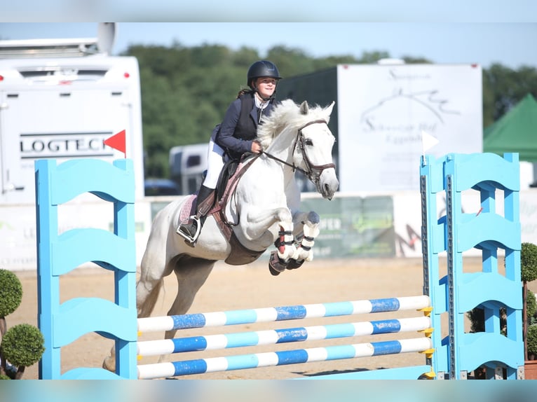 Connemara Stute 6 Jahre 148 cm Schimmel in Ranshofen