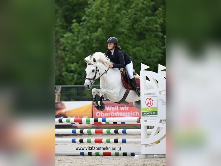 Connemara Stute 6 Jahre 148 cm Schimmel in Ranshofen