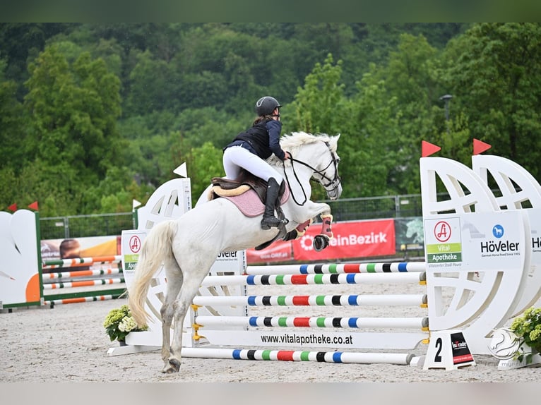 Connemara Stute 6 Jahre 148 cm Schimmel in Schlins