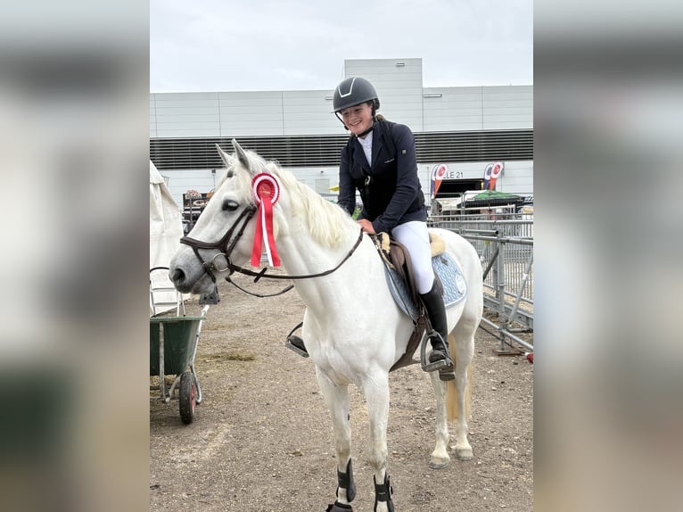 Connemara Stute 6 Jahre 148 cm Schimmel in Schlins