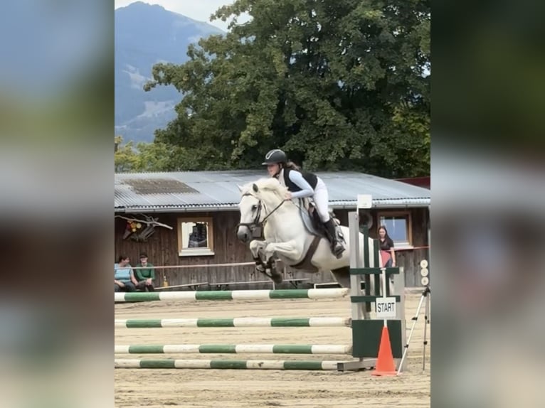 Connemara Stute 6 Jahre 148 cm Schimmel in Schlins