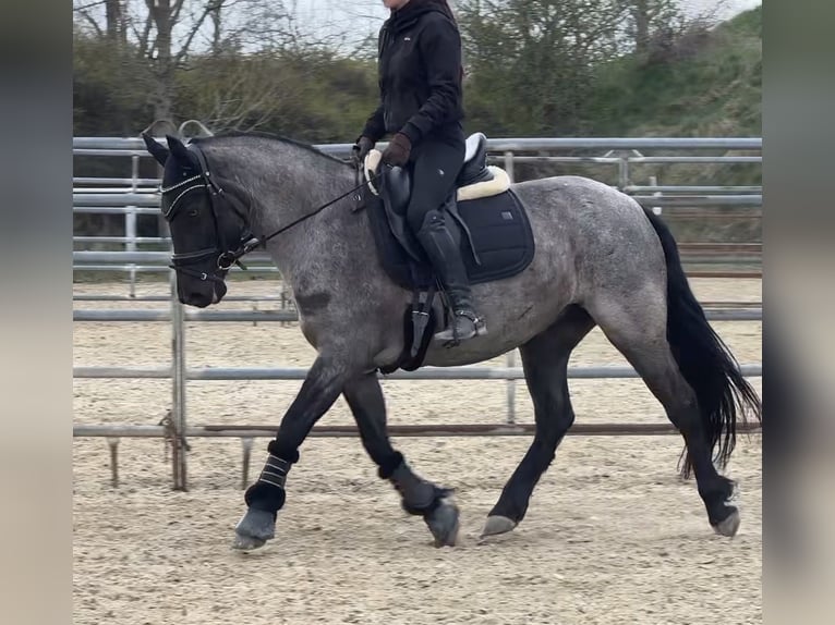 Connemara Stute 6 Jahre 149 cm  in Niederösterreich