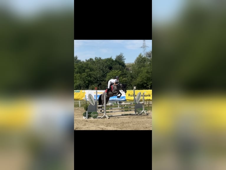 Connemara Stute 6 Jahre 149 cm  in Niederösterreich