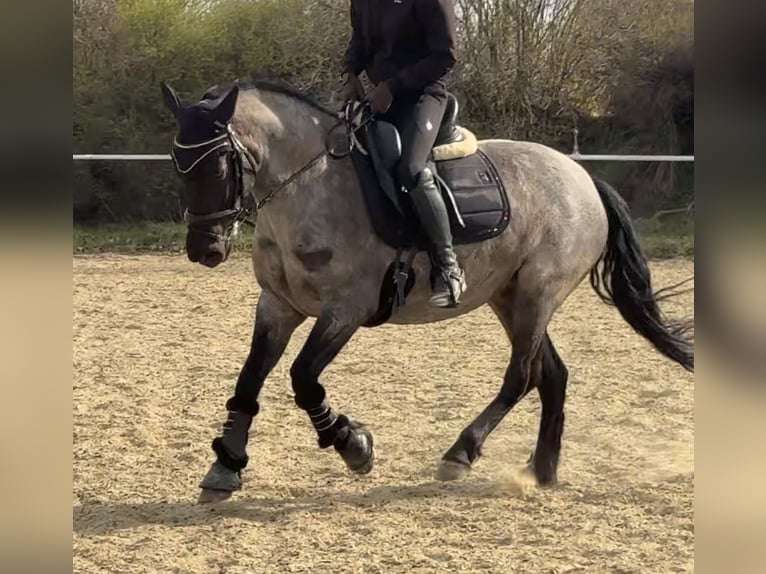 Connemara Stute 6 Jahre 149 cm  in Niederösterreich