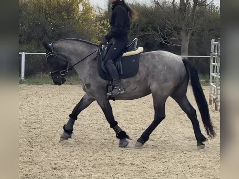 Connemara Stute 6 Jahre 149 cm  in Niederösterreich