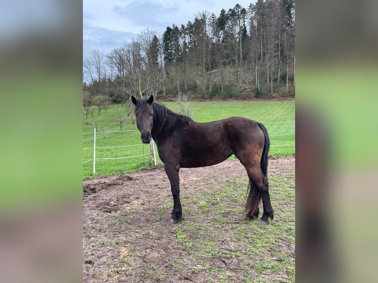 Connemara Mix Stute 6 Jahre 150 cm Rappe in Rottenburg am Neckar