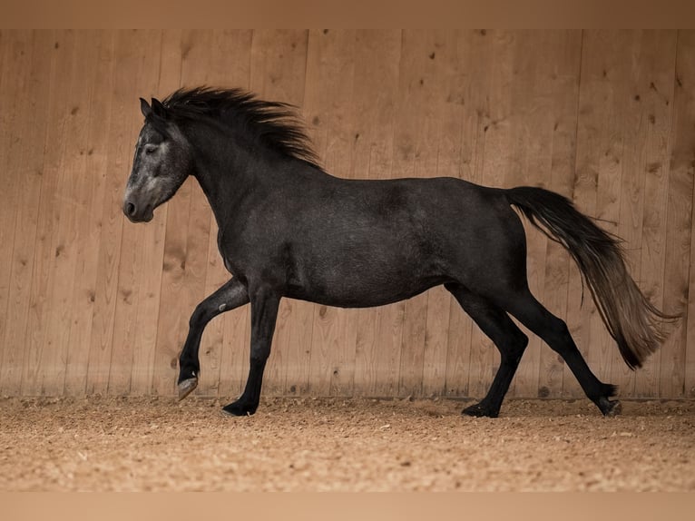 Connemara Stute 6 Jahre 150 cm Schimmel in Münchberg