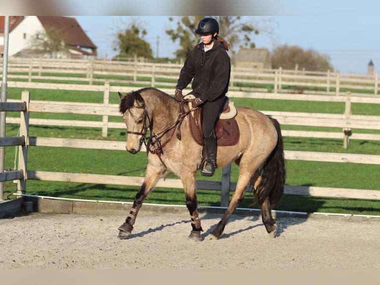 Connemara Stute 6 Jahre 151 cm Falbe in Bogaarden