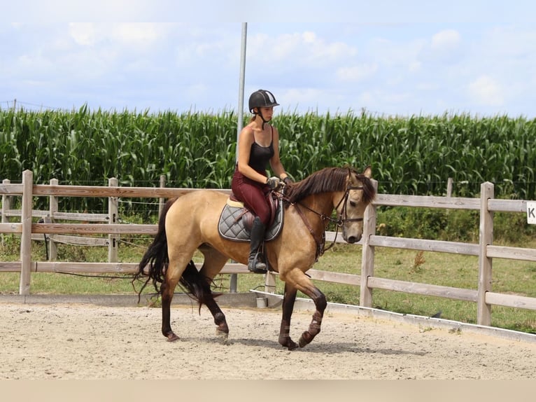 Connemara Stute 6 Jahre 151 cm Falbe in Bogaarden