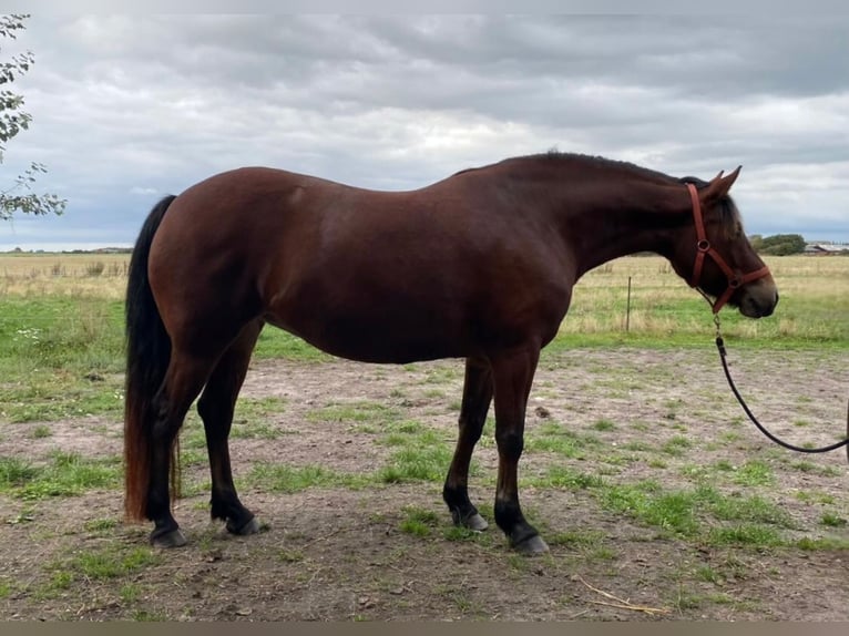 Connemara Stute 6 Jahre 152 cm Brauner in Hojer