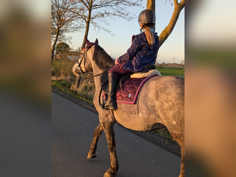 Connemara Stute 6 Jahre 157 cm Apfelschimmel in Berne