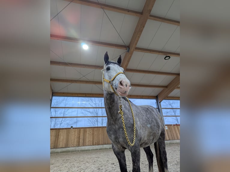 Connemara Stute 6 Jahre 157 cm Apfelschimmel in Berne