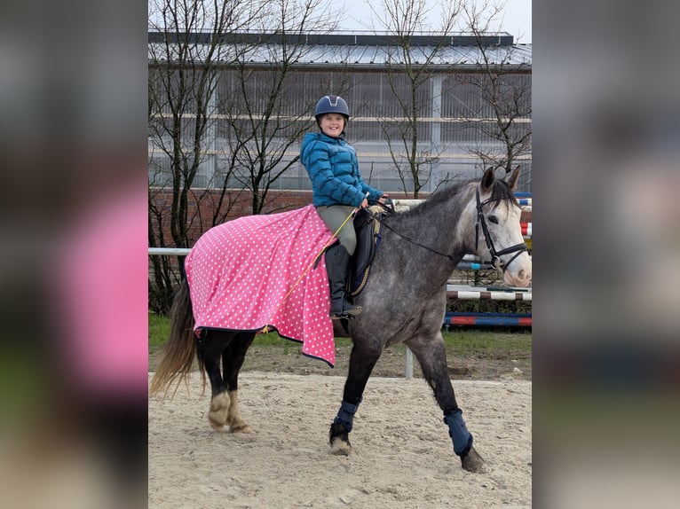 Connemara Stute 6 Jahre 157 cm Apfelschimmel in Berne