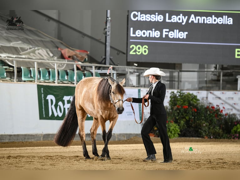 Connemara Stute 6 Jahre 157 cm Falbe in Gefrees