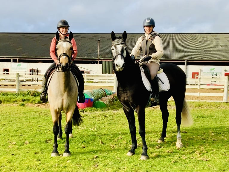 Connemara Stute 6 Jahre 157 cm Falbe in Mountrath