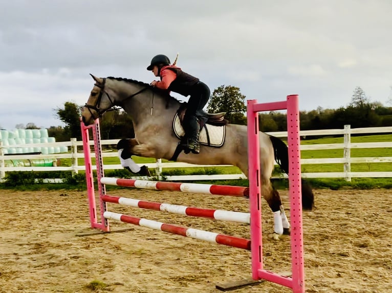 Connemara Stute 6 Jahre 157 cm Falbe in Mountrath