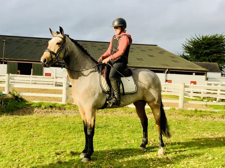 Connemara Stute 6 Jahre 157 cm Falbe in Mountrath